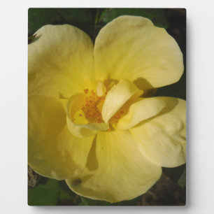 Wild Yellow Rose Plaque