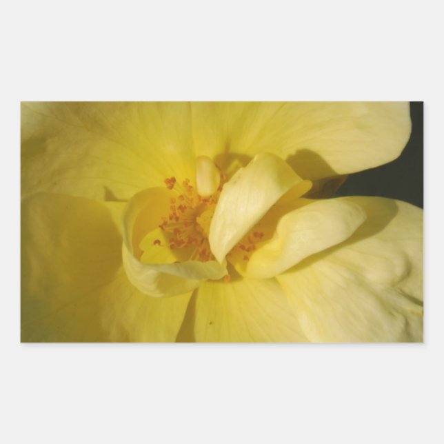 Wild Yellow Rose Rectangular Sticker (Front)
