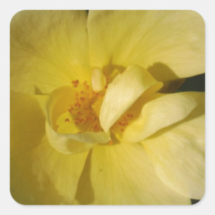 Wild Yellow Rose Square Sticker