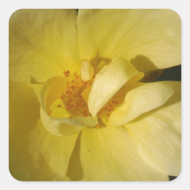 Wild Yellow Rose Square Sticker (Front)