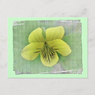 Wild Yellow Violet Coordinating Items Postcard