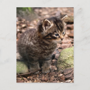 Wildcat Kitten Postcard