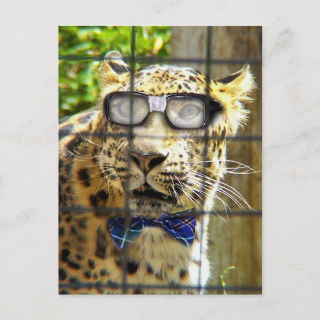 Wildcat Pidasol Postcard (Front)