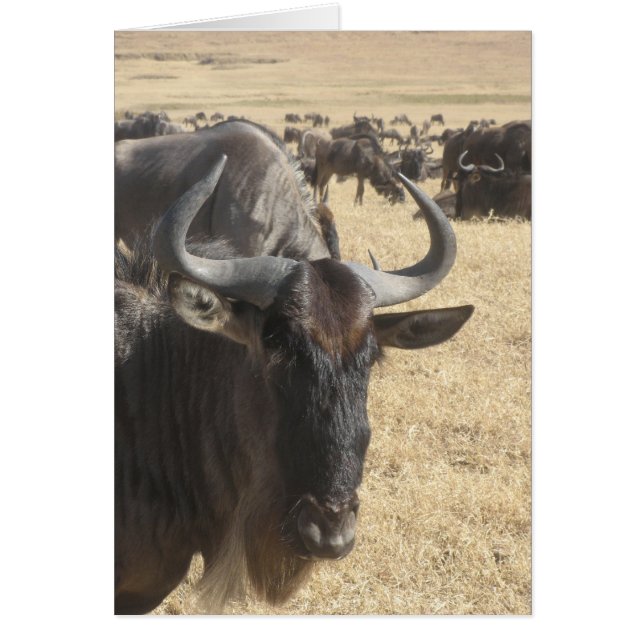 Wildebeasts (Front)