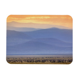 Wildebeest during migration, Connochaetes Magnet