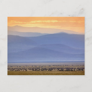 Wildebeest during migration, Connochaetes Postcard