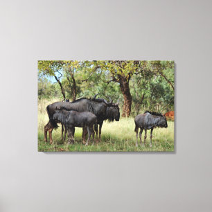 Wildebeest family in South Africa Canvas Print