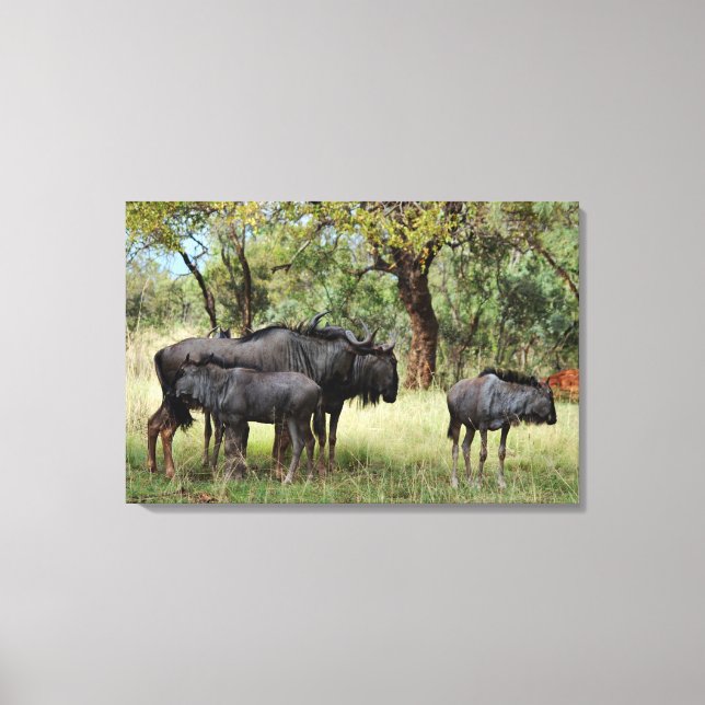 Wildebeest family in South Africa Canvas Print (Front)