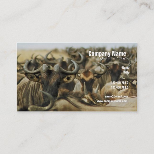 Wildebeest gnus Kenya safari profile cards custom (Front)