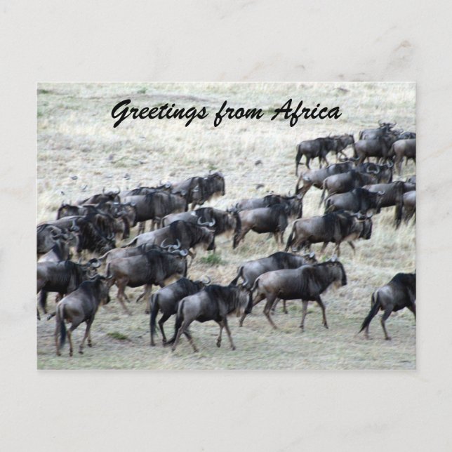 wildebeest herd postcard (Front)