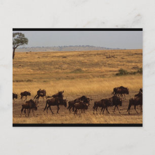 Wildebeest Herd Postcard