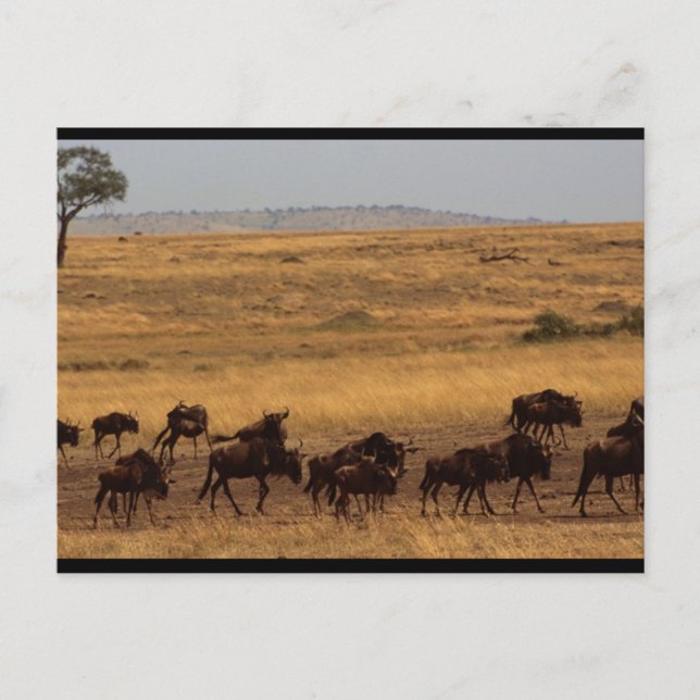 Wildebeest Herd Postcard (Front)