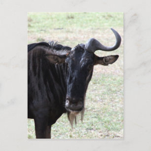 wildebeest horn postcard