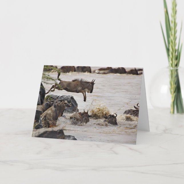 Wildebeest jumping into Mara River Card (Front)