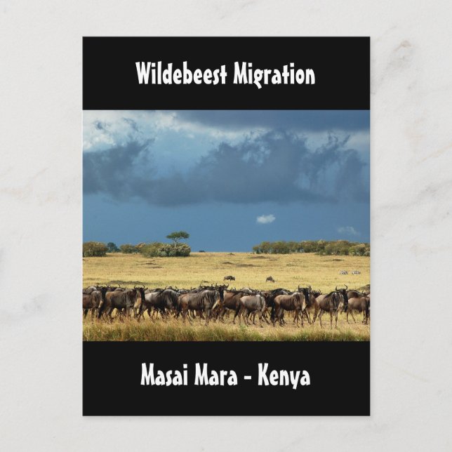 Wildebeest migration Masai Mara Kenya postcard (Front)