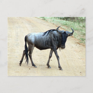 wildebeest skinny postcard