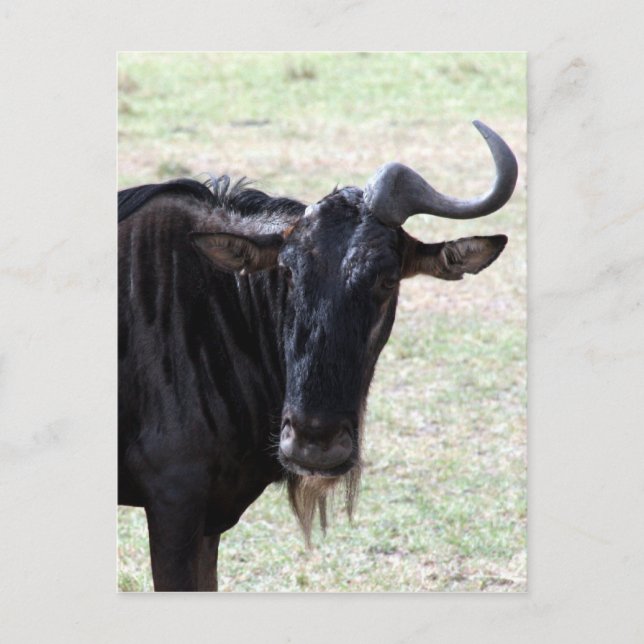 wildebeest solo horns postcard (Front)