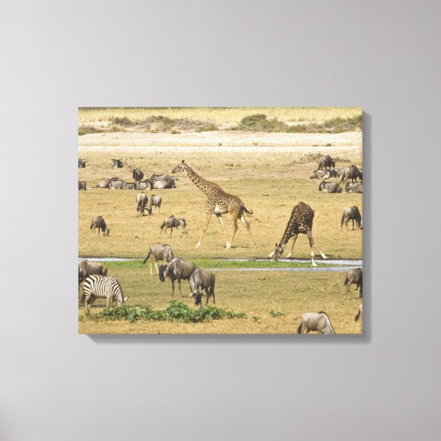 Wildebeests, Zebras and Giraffes Canvas Print (Front)