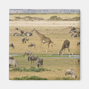 Wildebeests, Zebras and Giraffes Magnet