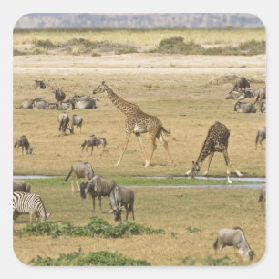 Wildebeests, Zebras and Giraffes Square Sticker