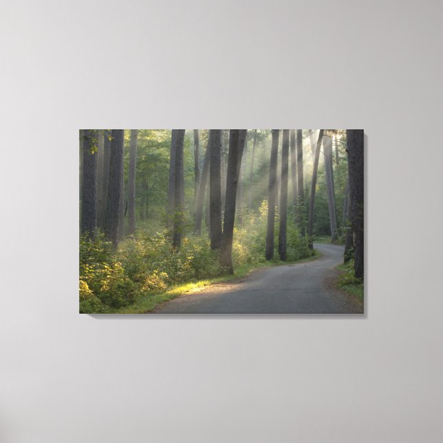Wilderness Drive, Itasca State Park, Canvas Print (Front)