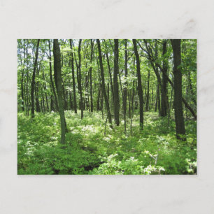Wilderness Postcard