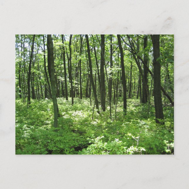 Wilderness Postcard (Front)