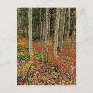 Wilderness Wonderland Postcard