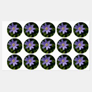 Wildflower