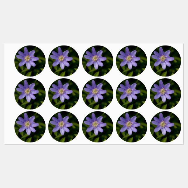 Wildflower (Sheet)