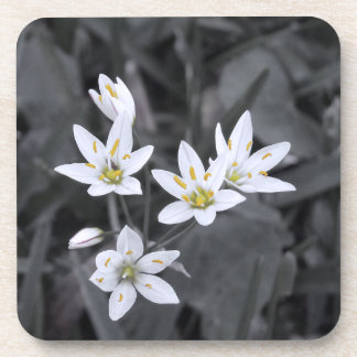 Wildflower Cluster Macro Photo Cork Back Coasters