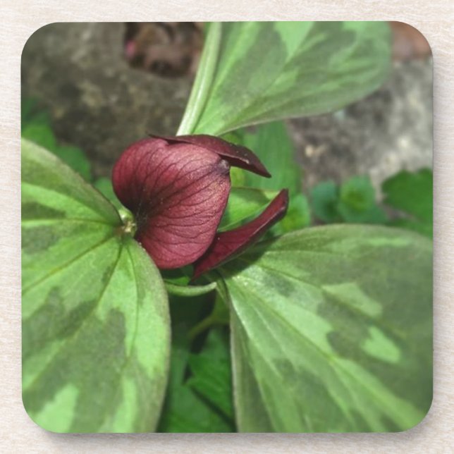 Wildflower Coaster (Front)