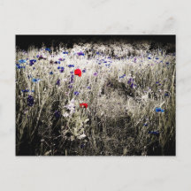 Wildflower Colour Isolation Postcard