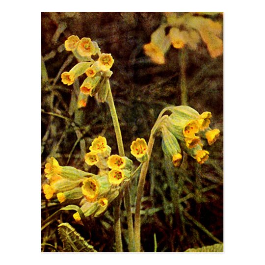 Wildflower: Cowslip Postcard