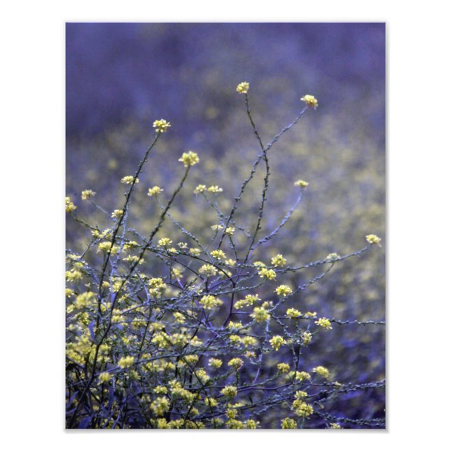 Wildflower Dance Photo Print (Front)