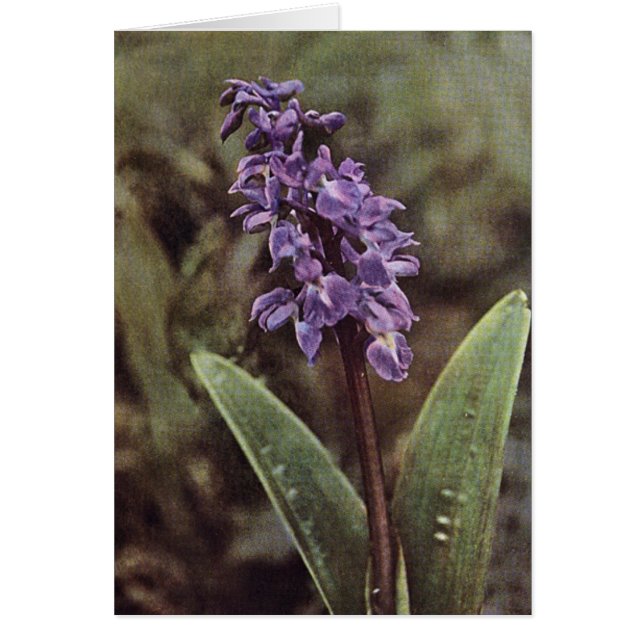 Wildflower: Early Purple Orchids Card (Front)