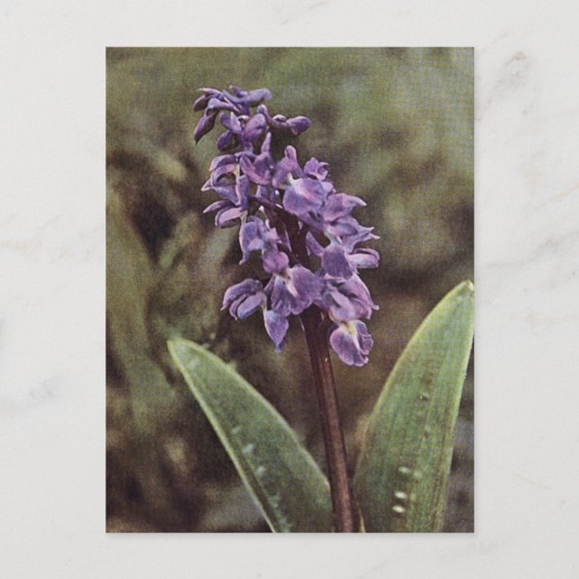 Wildflower: Early Purple Orchids Postcard (Front)