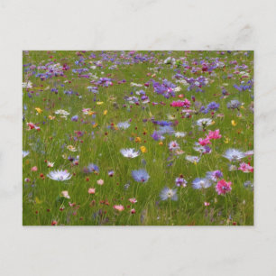 Wildflower Field in the Countryside Holiday Postcard