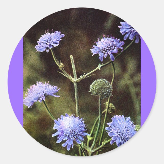 Wildflower: Field Scabious Classic Round Sticker (Front)