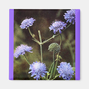 Wildflower: Field Scabious Magnet