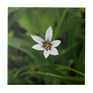 Wildflower Macro Photo Ceramic Tiles