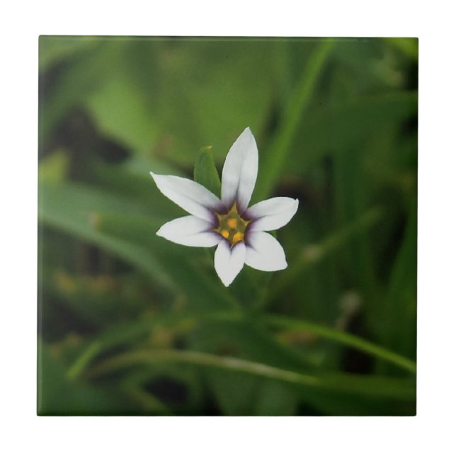 Wildflower Macro Photo Ceramic Tiles (Front)