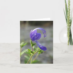 Wildflower Note Card