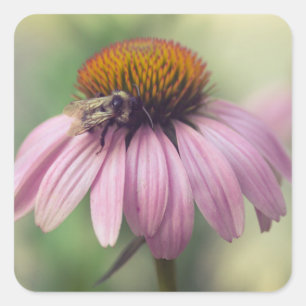 Wildflower - Purple Coneflower / Echinacea Square Sticker