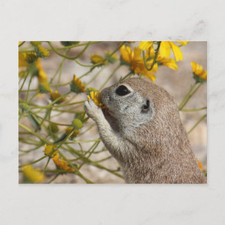 Wildflower Snack Postcard