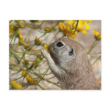 Wildflower Snack Postcard