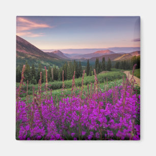Wildflower Sunrise Crested Butte, Colorado Magnet
