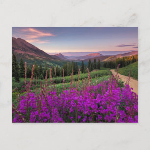 Wildflower Sunrise   Crested Butte, Colorado Postcard