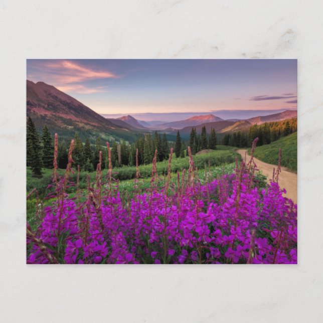 Wildflower Sunrise | Crested Butte, Colorado Postcard (Front)