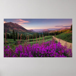 Wildflower Sunrise   Crested Butte, Colorado Poster